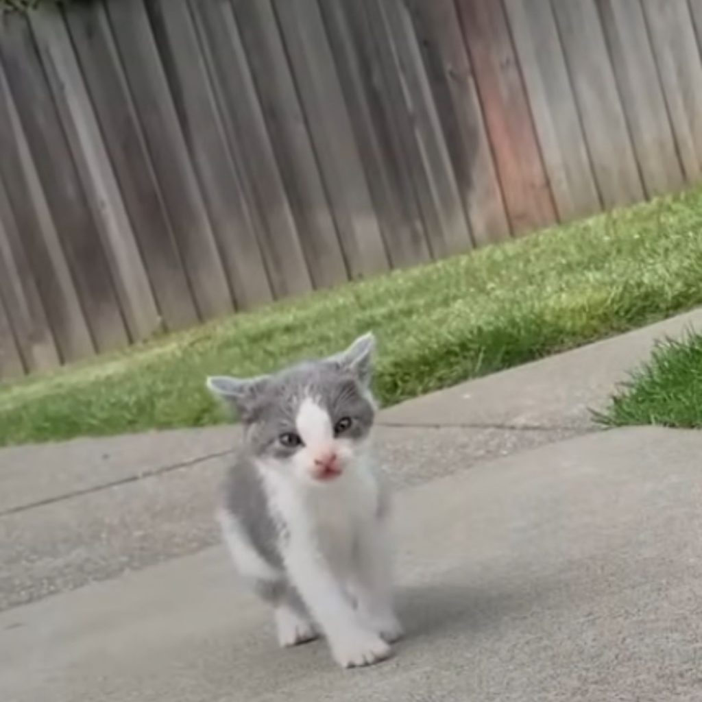 gray and white kitten on the street