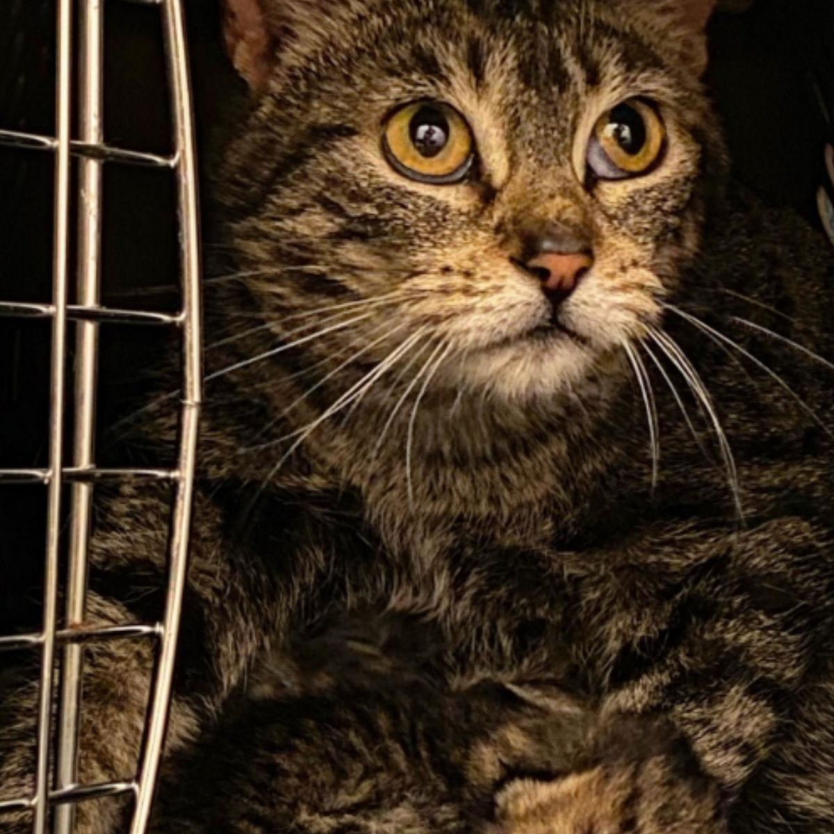 gray cat in crate