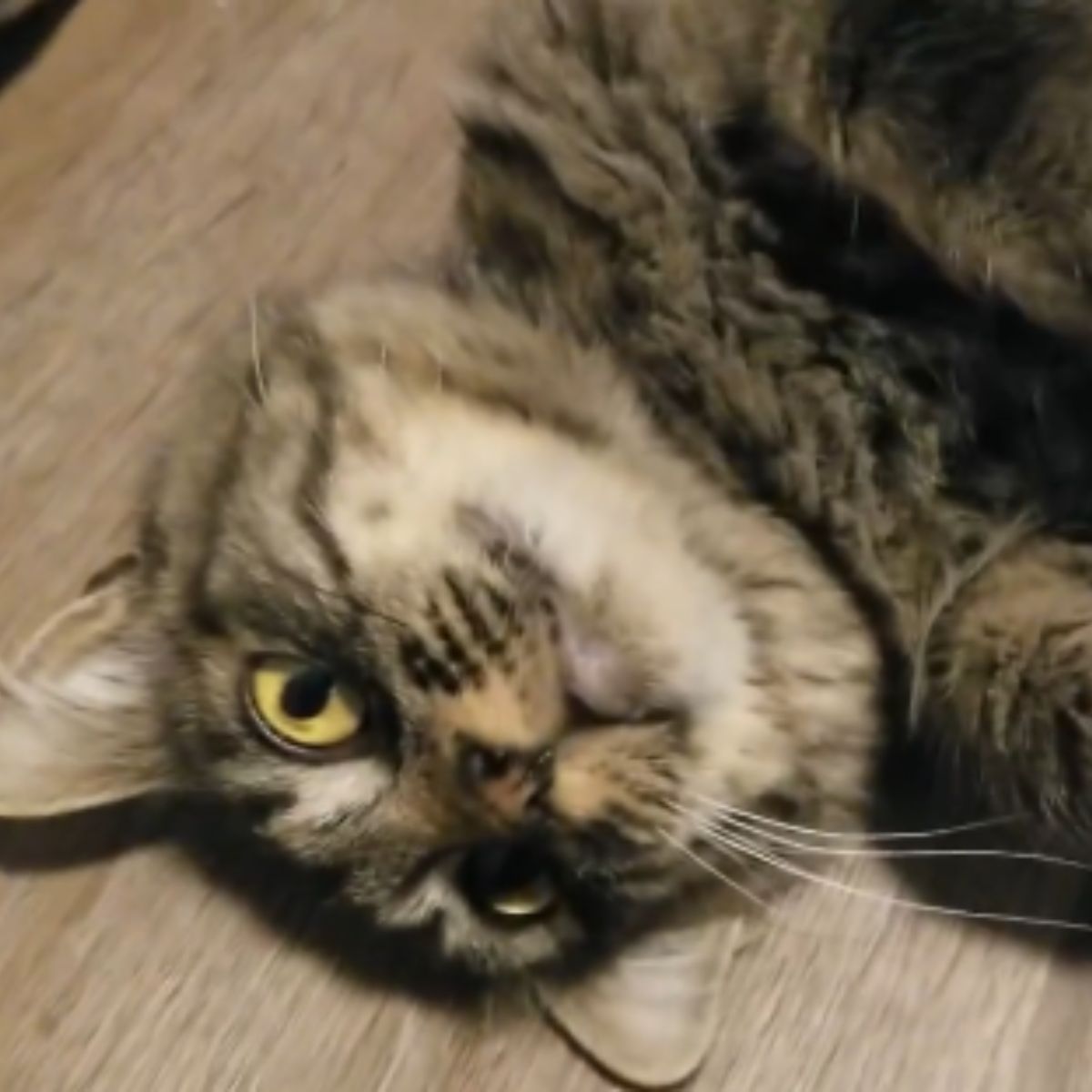 gray cat laying on the back