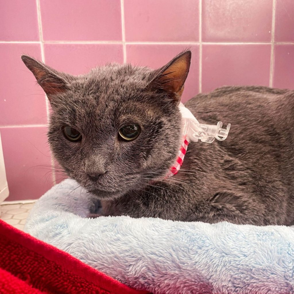 gray cat lies on a white pillow