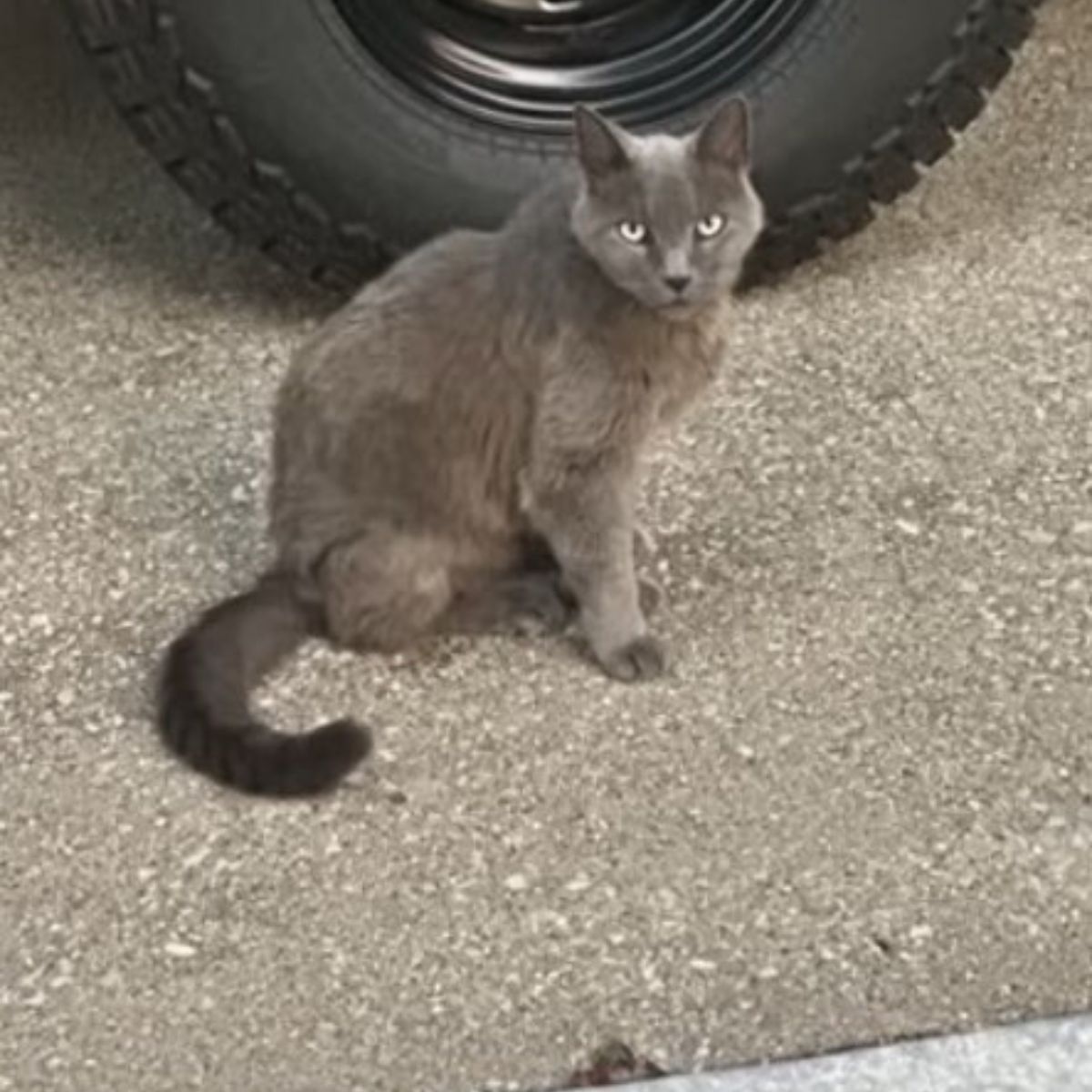 gray cat on the floor