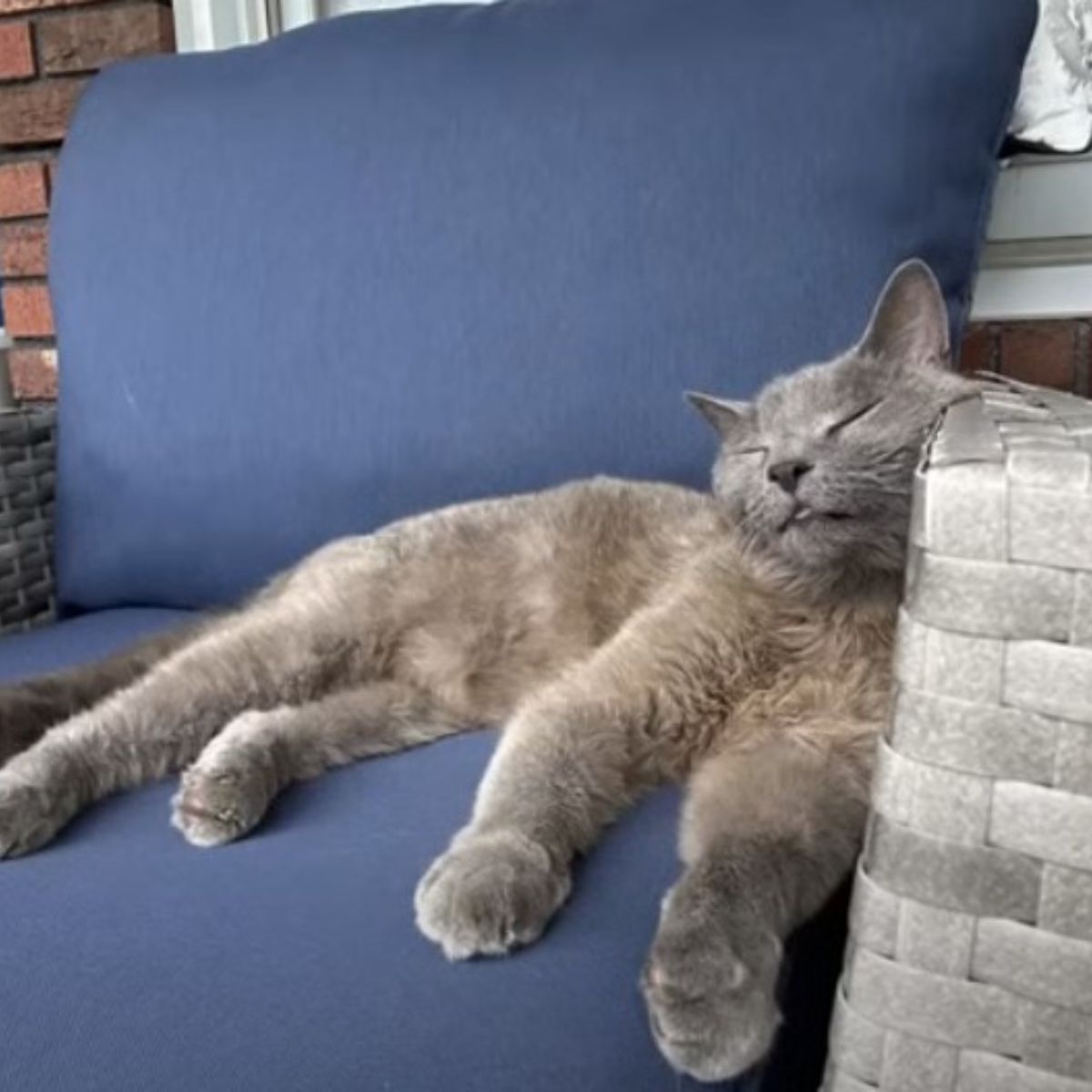 gray cat sleeping on blue sofa