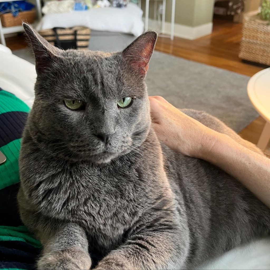 gray cat with green eyes