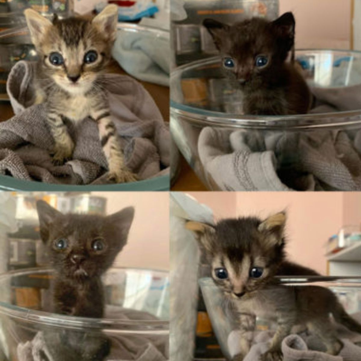 gray kitten with blue eyes