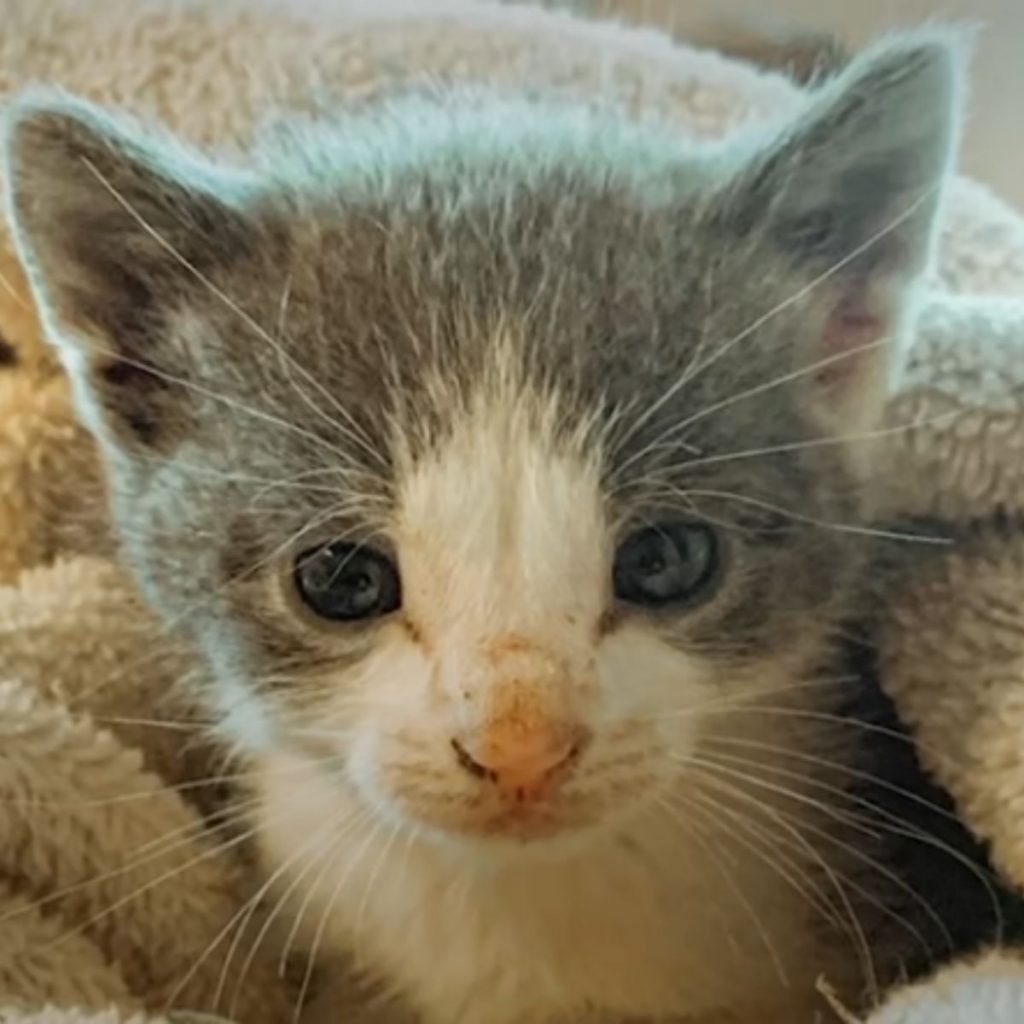 gray-white kitten with beautiful eyes