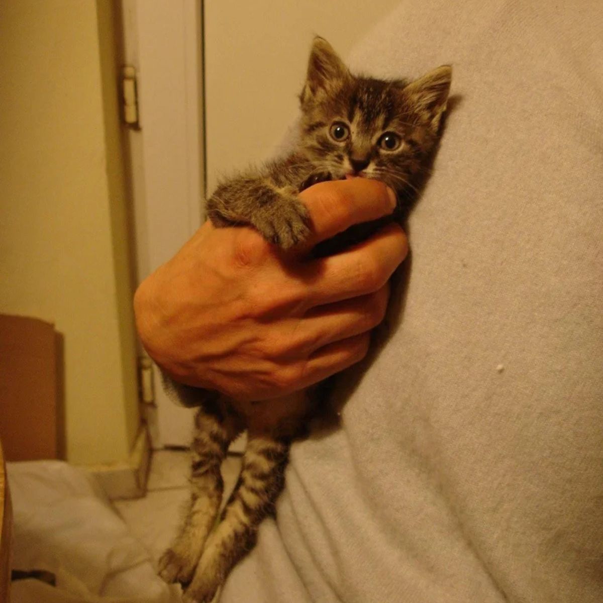 hand holding a kitten