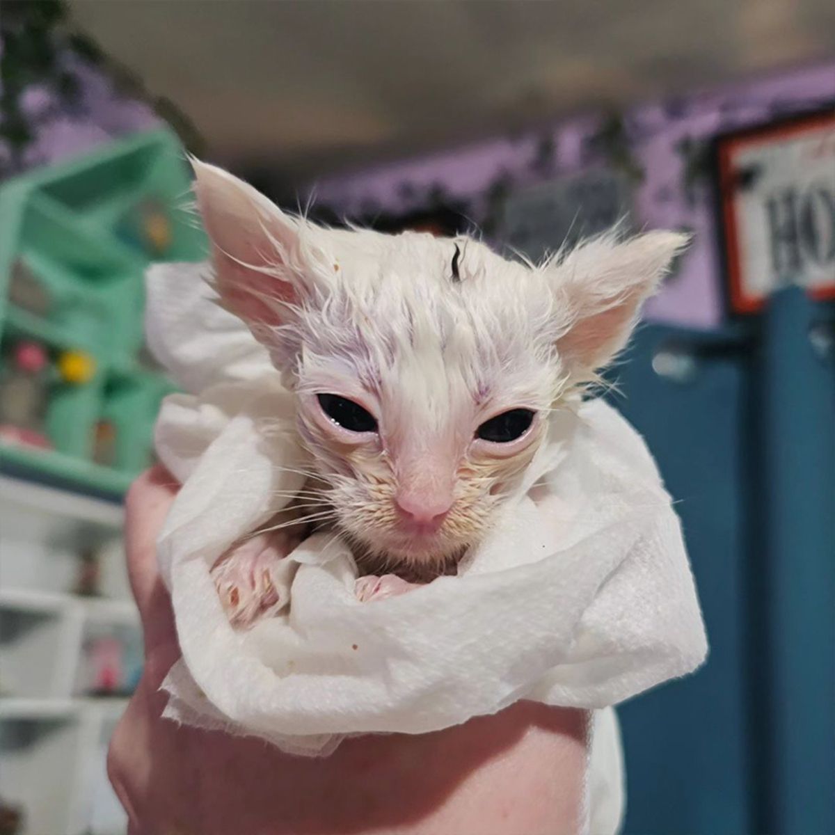 hand holding a kitten