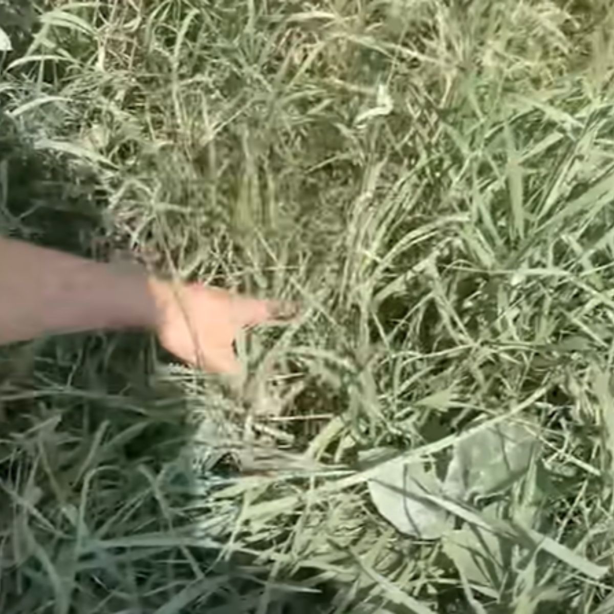 hand in tall grass