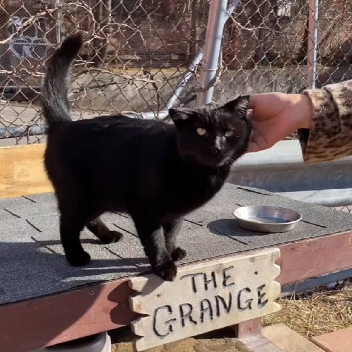 hand petting a black cat