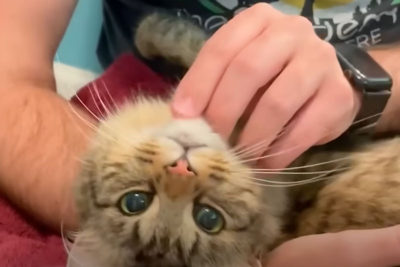 hand scratching the kitten