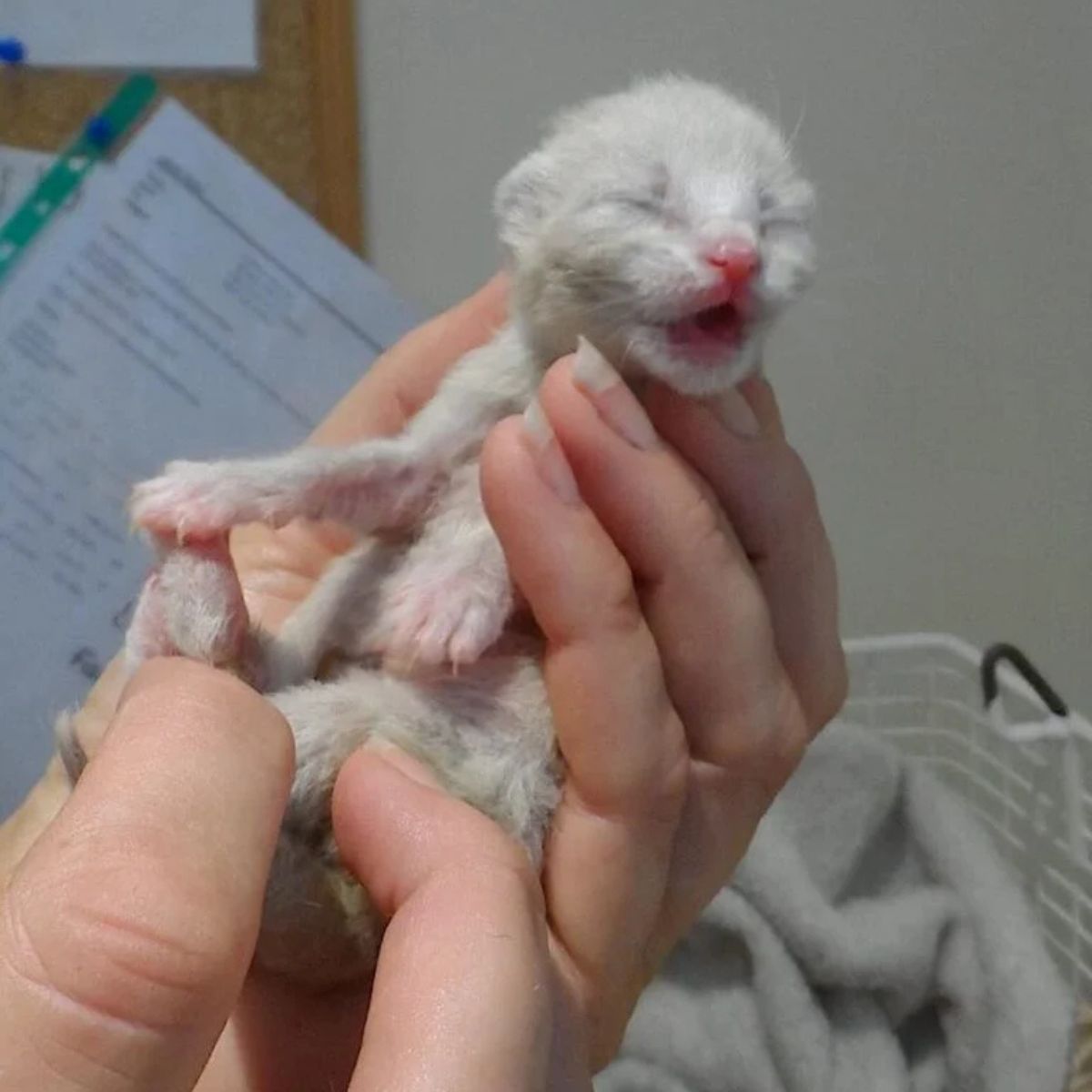 hands holding a tiny kitten