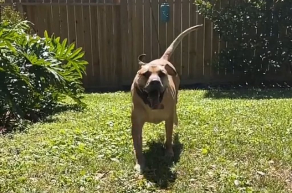 happy dog ​​in the yard