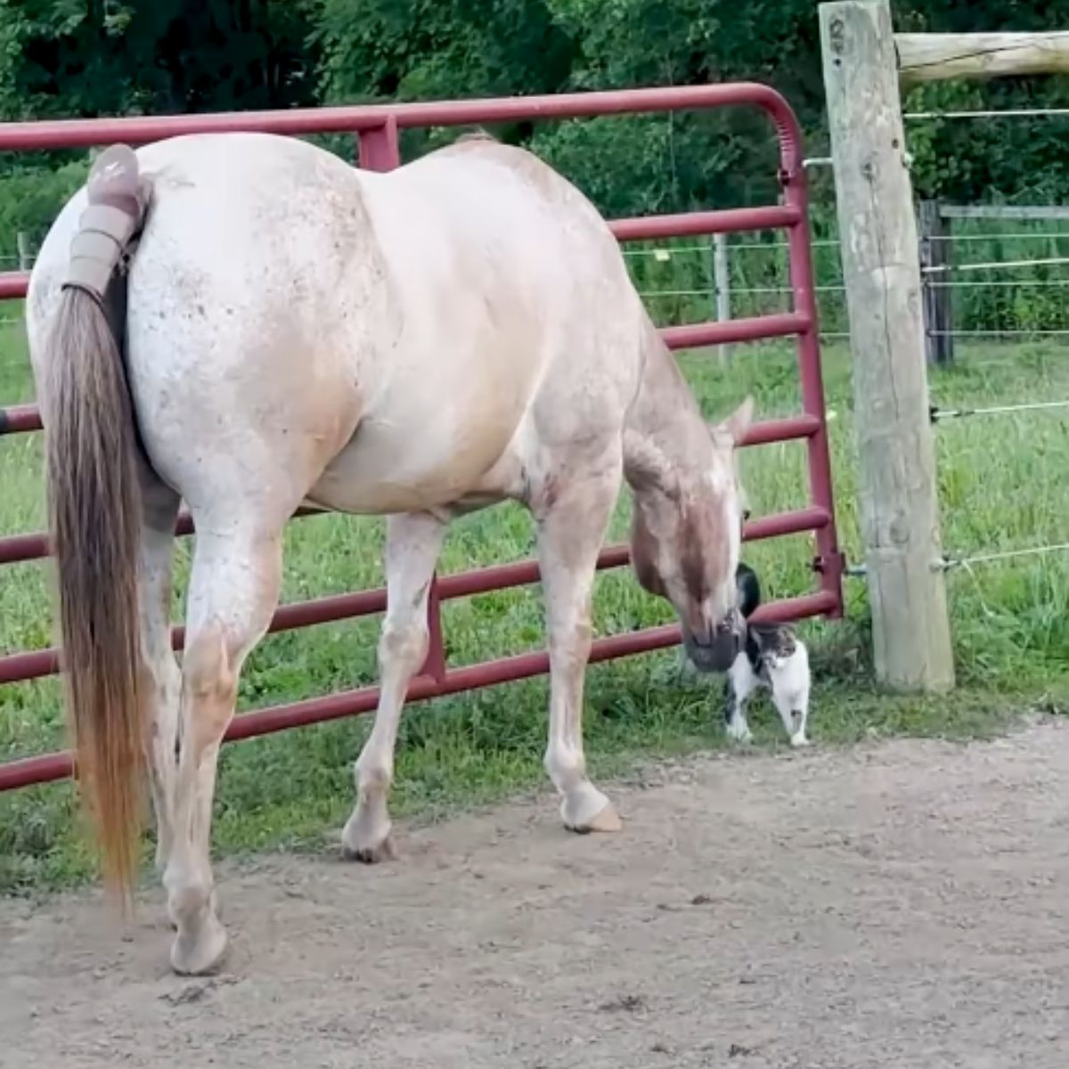 horse sniffing cat