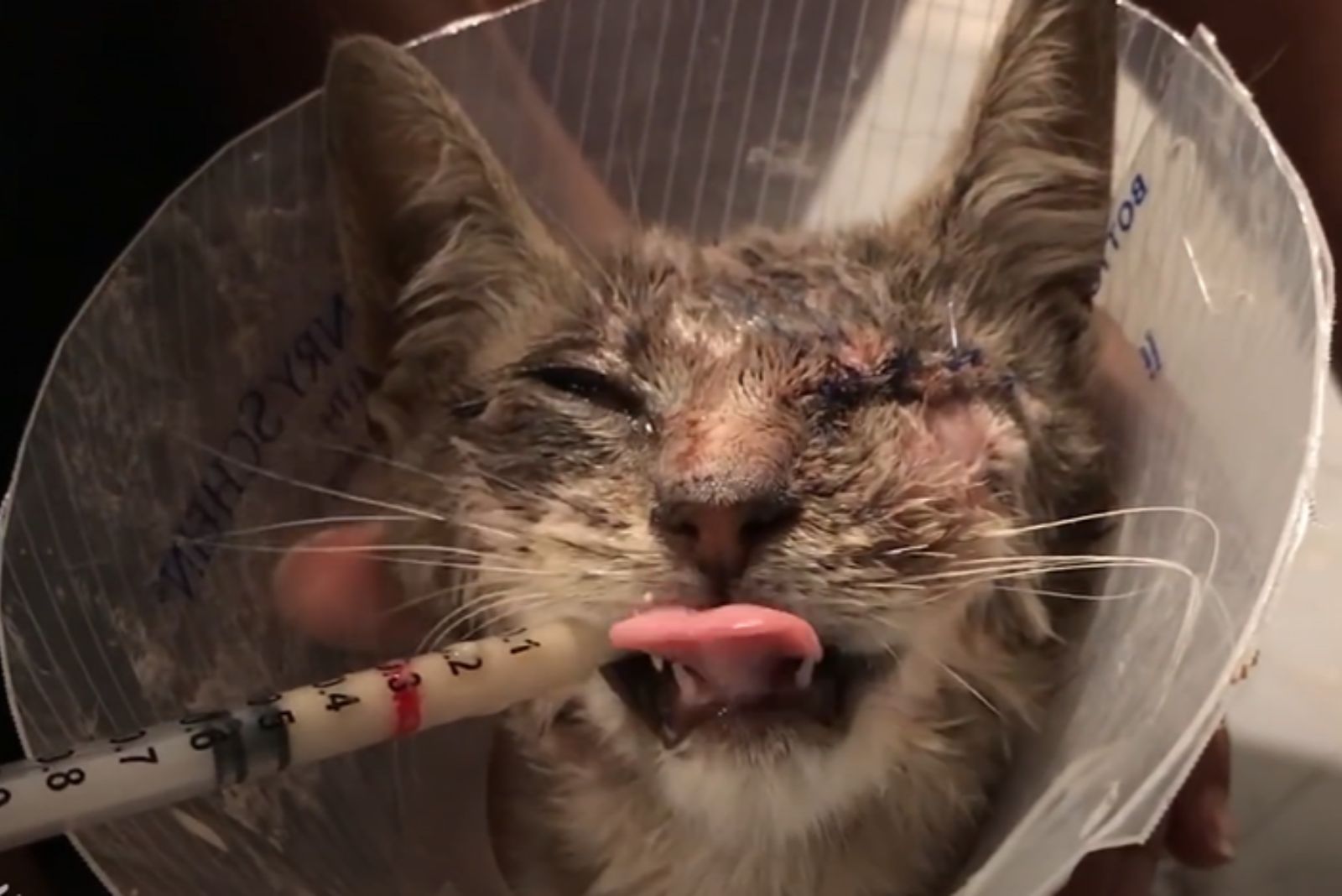 injured cat getting medicine