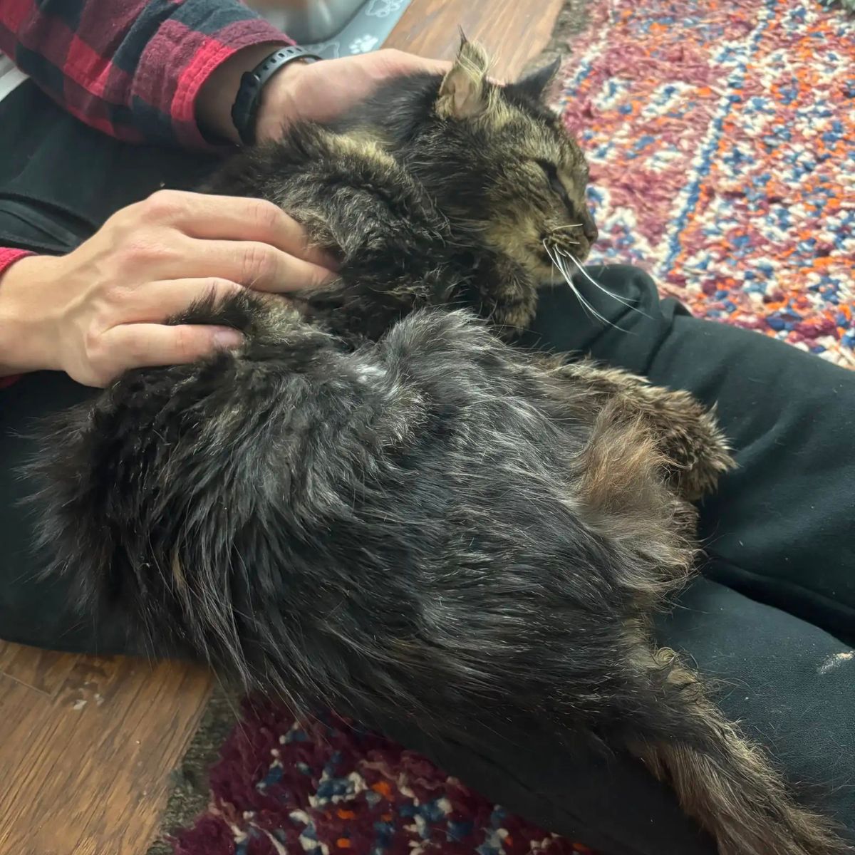 injured cat lying on man's legs