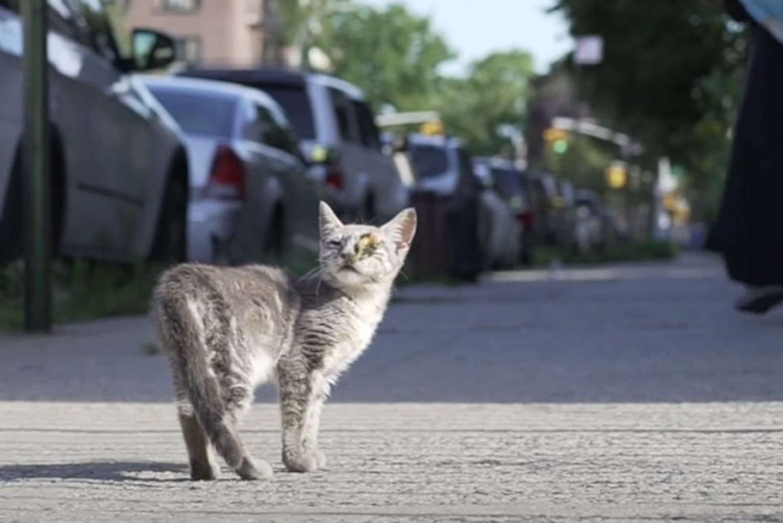 injured cat on the street