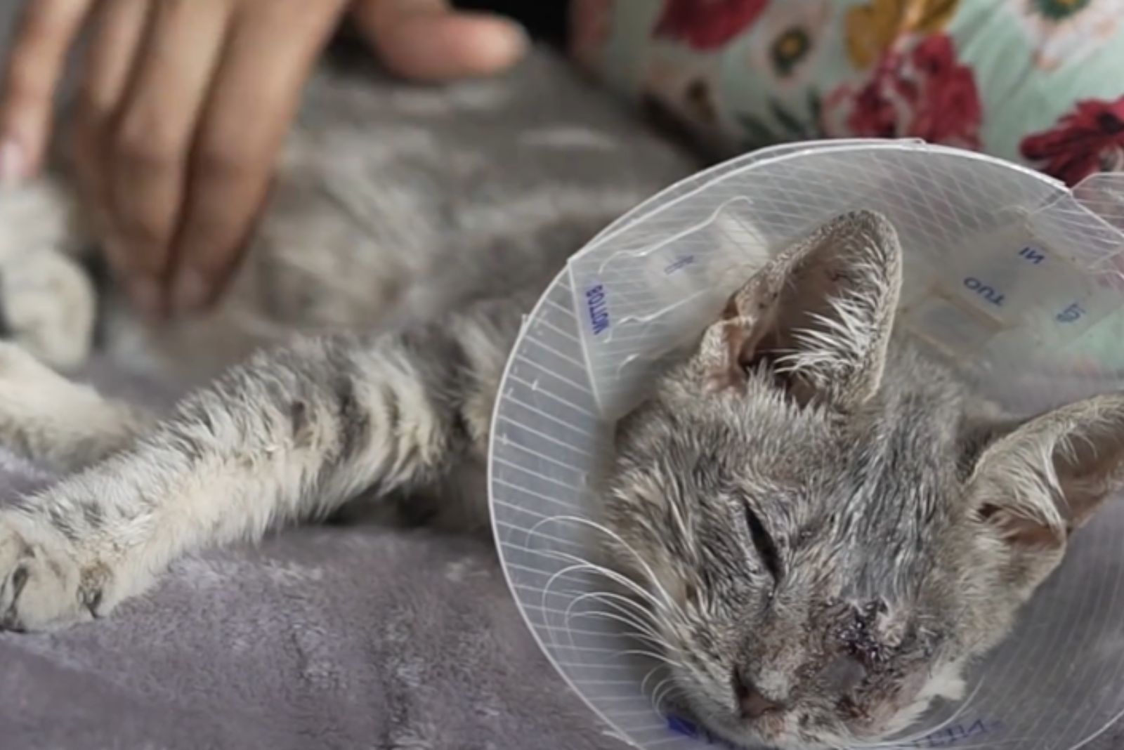 injured cat recovering at home