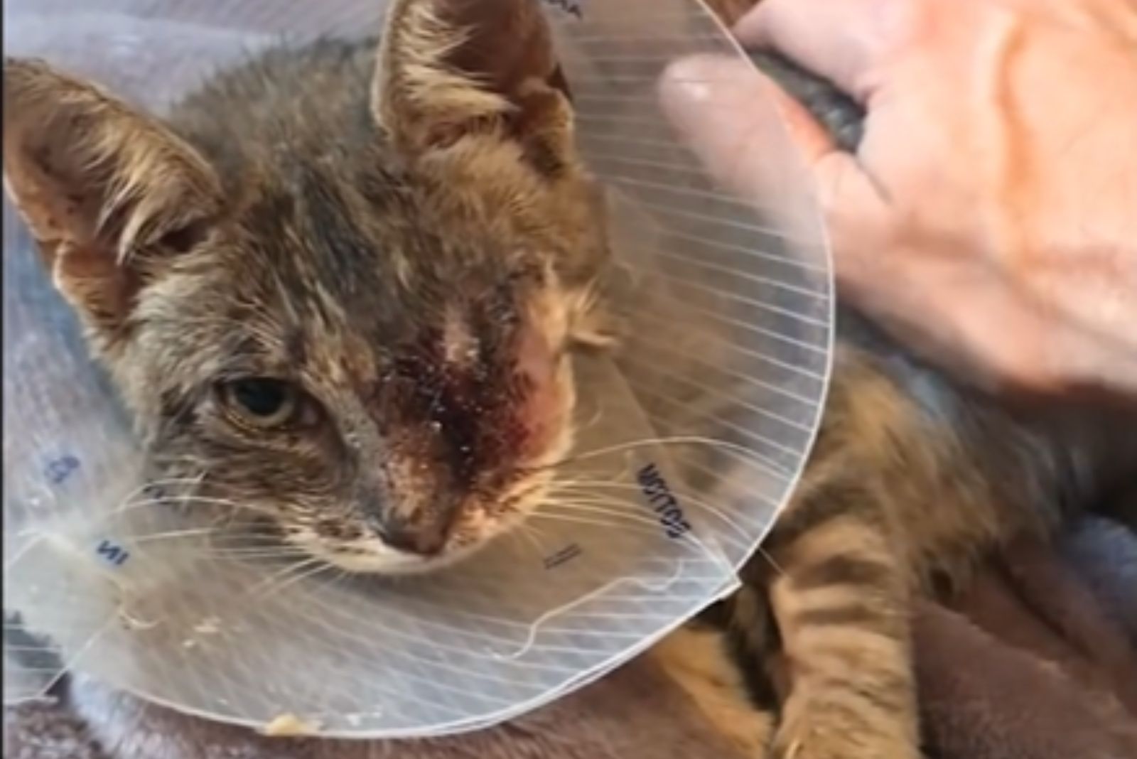 injured cat with neck collar