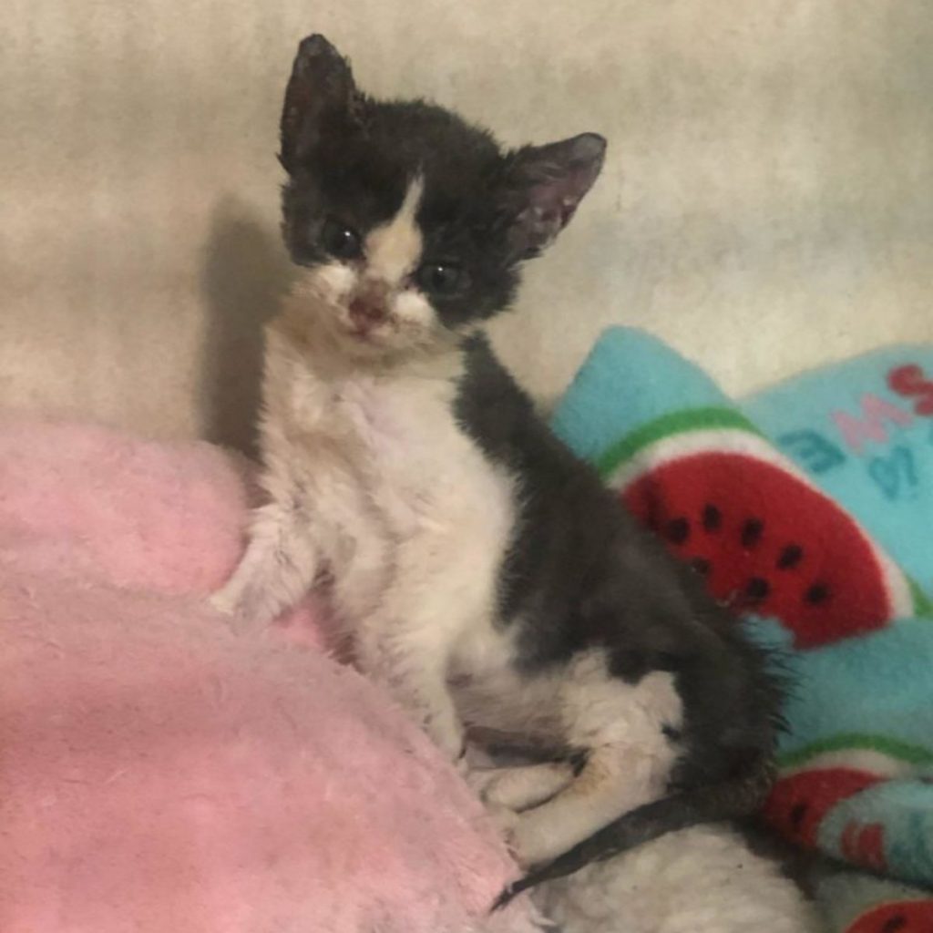 injured kitten sits and looks in front of him