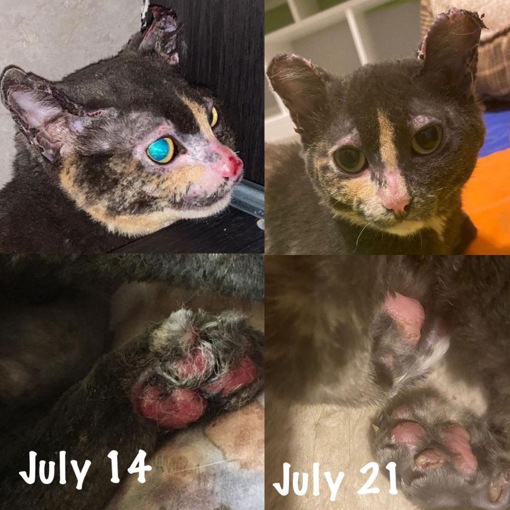 kitten after and before illness