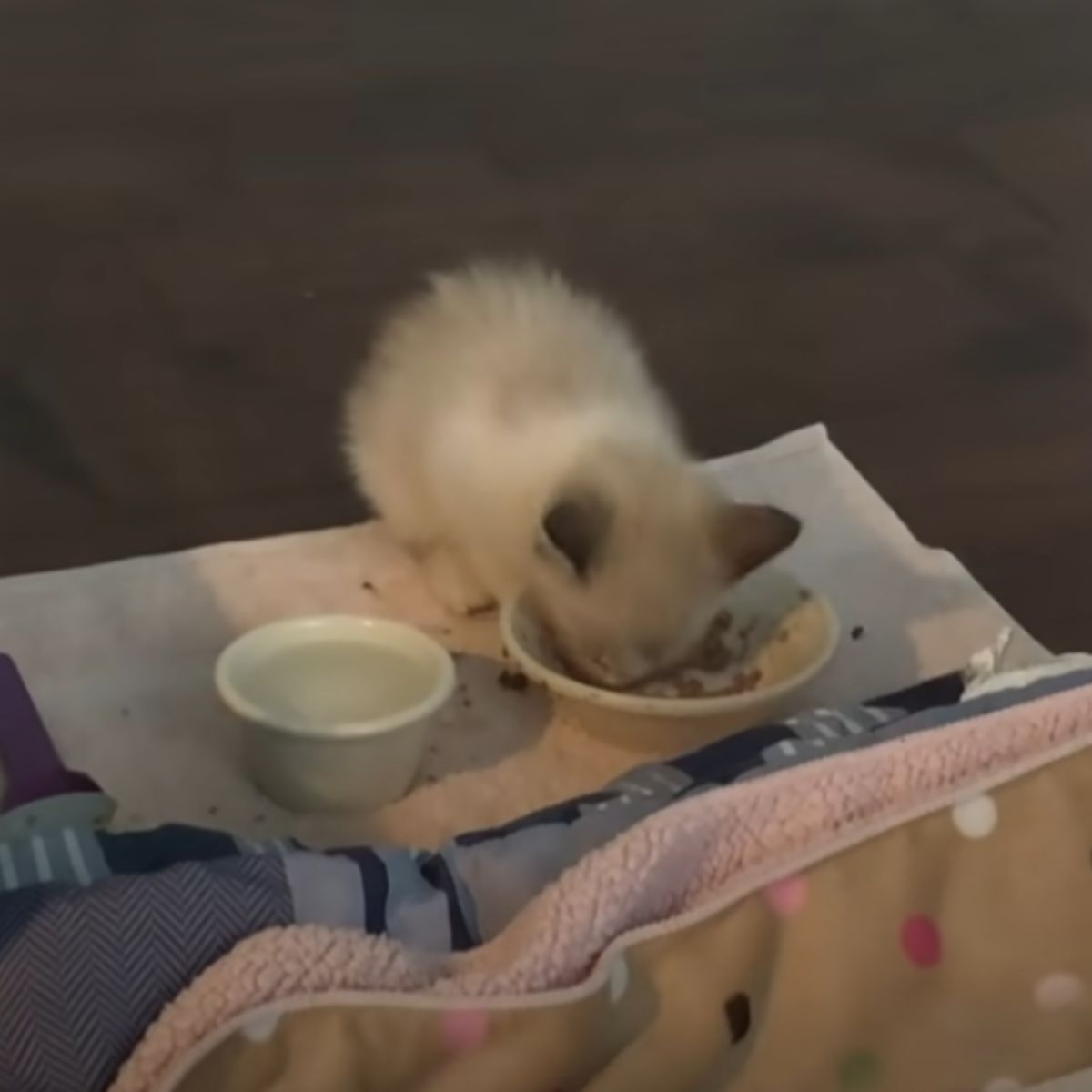 kitten eating