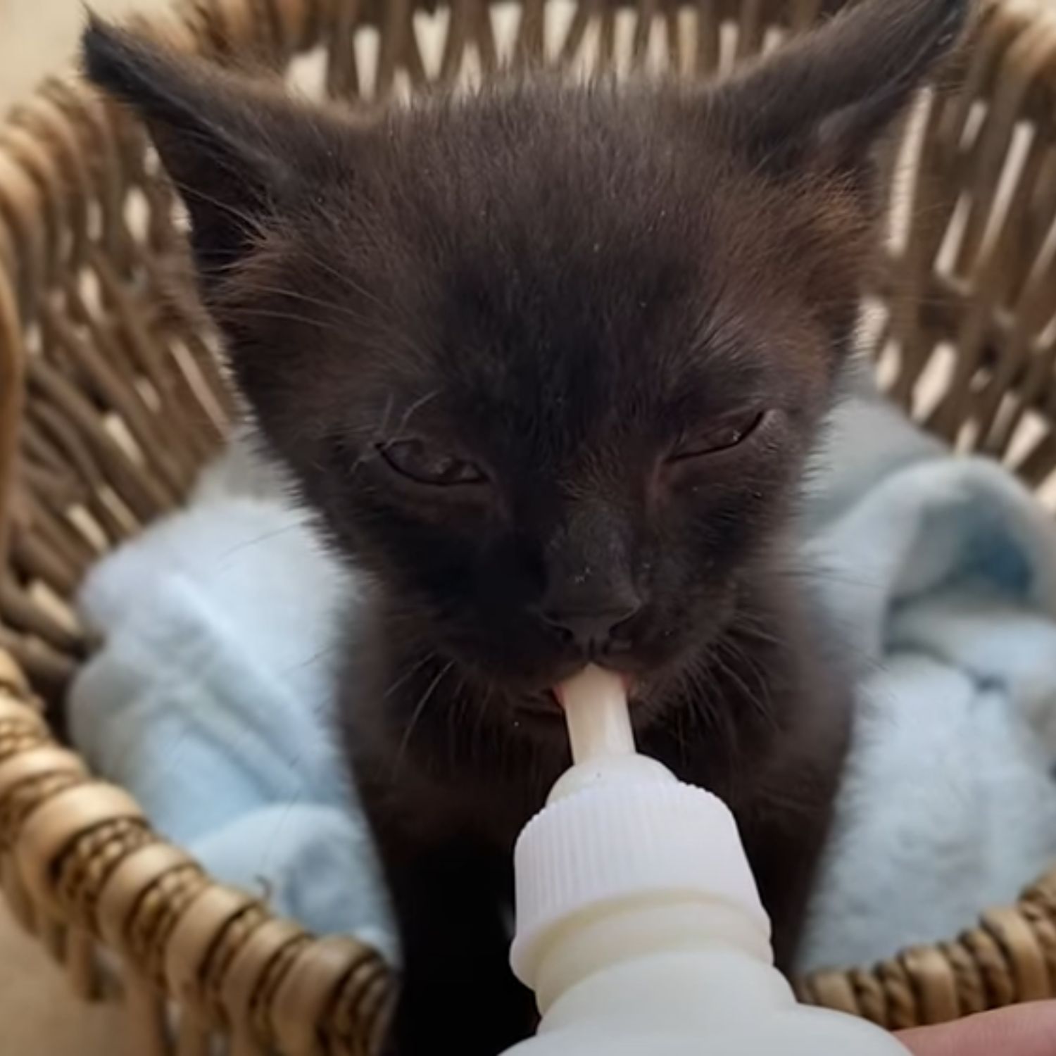 kitten etaing milk bottle