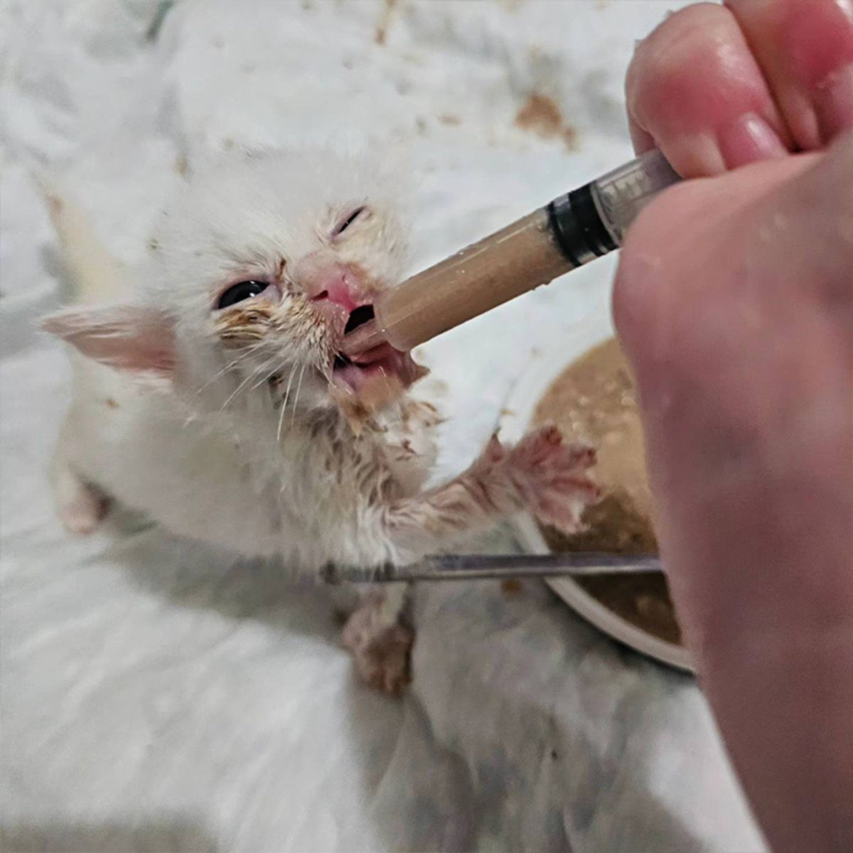 kitten fed with a tube