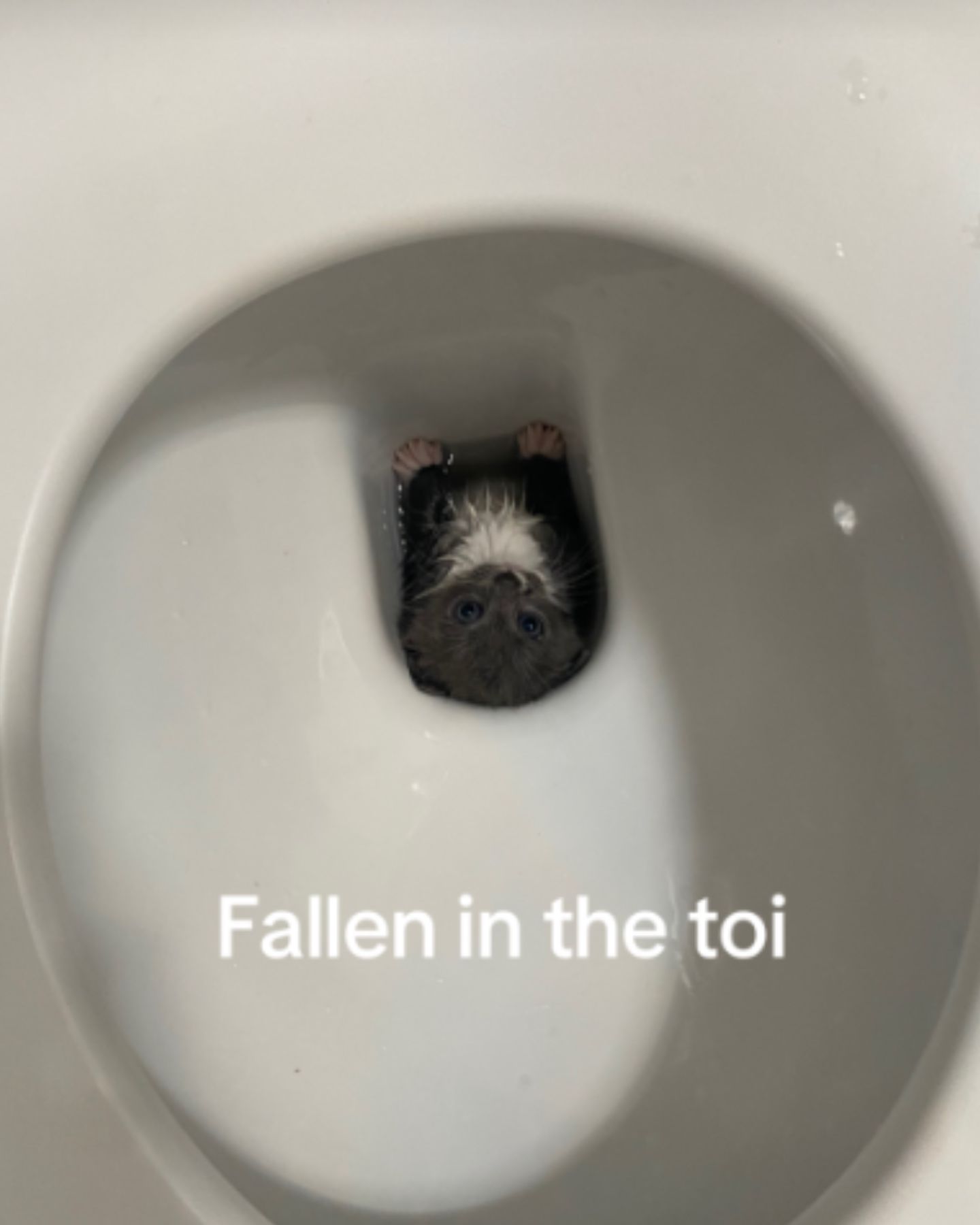 kitten fell into a toilet