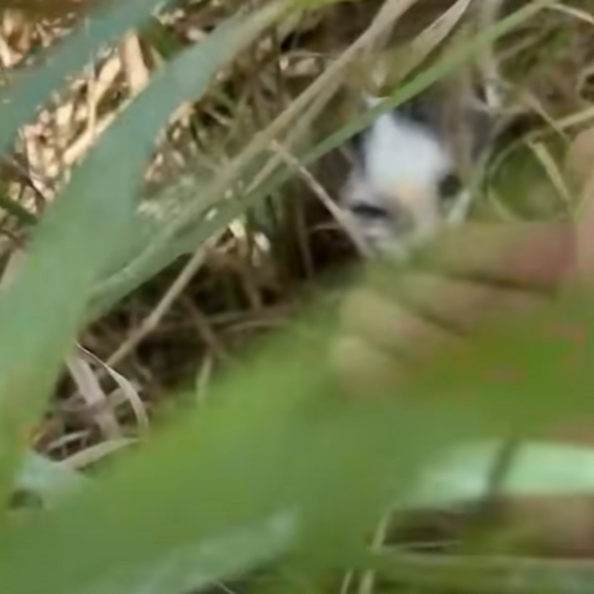 kitten hiding in tall grass