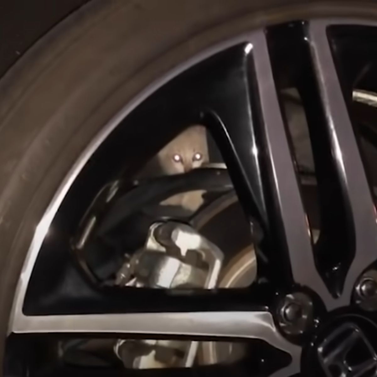 kitten hiding in the tire