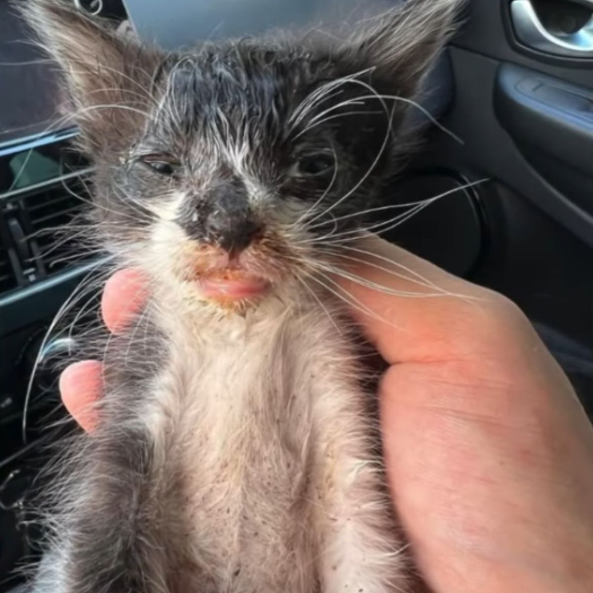 kitten in a bad shape