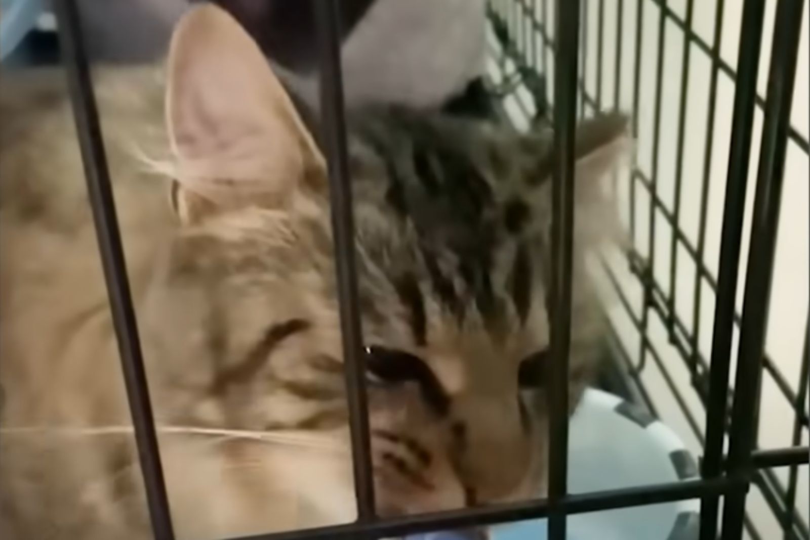 kitten in a kennel