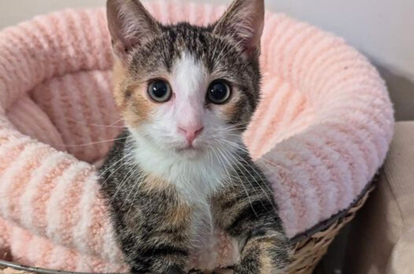 kitten in a pink basket