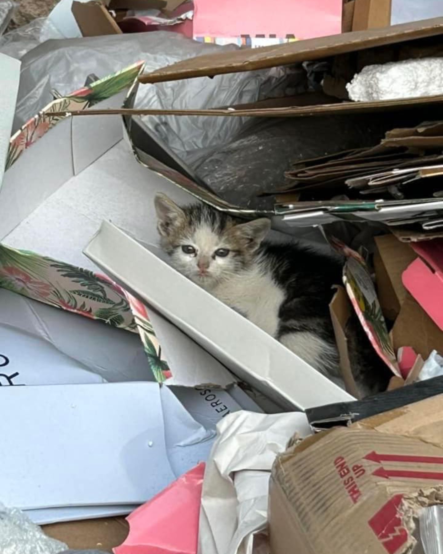 kitten in a trash pile