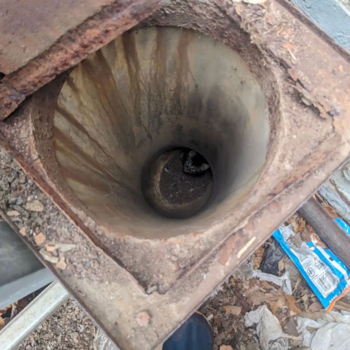 kitten in cement pipe