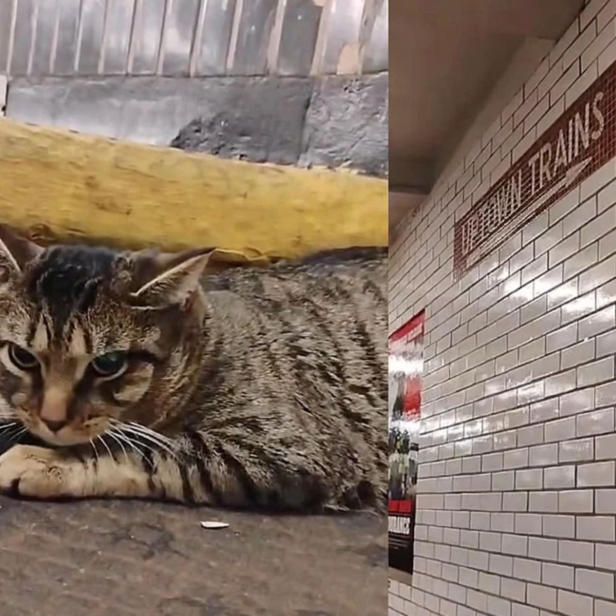 kitten in subway