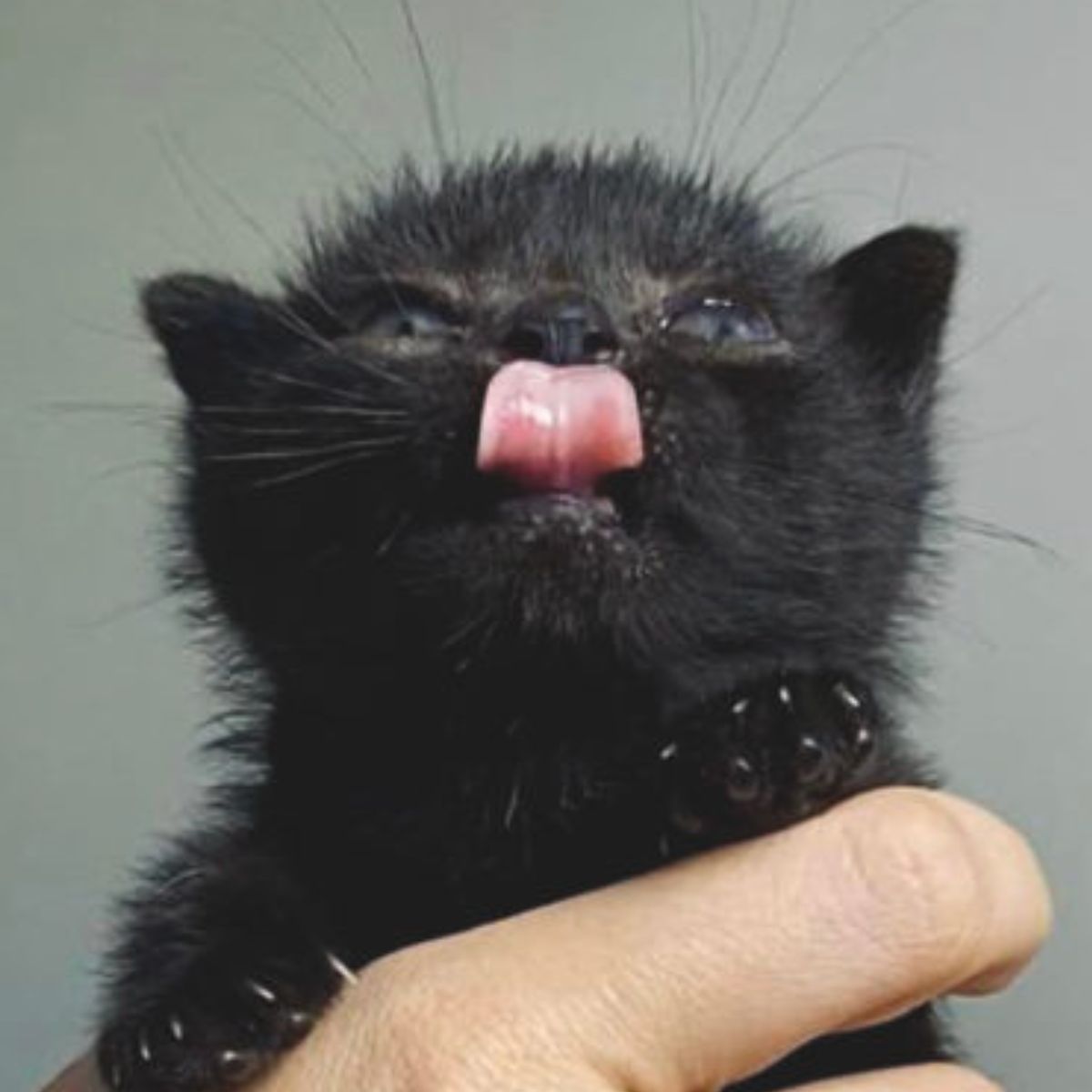 kitten licking herself