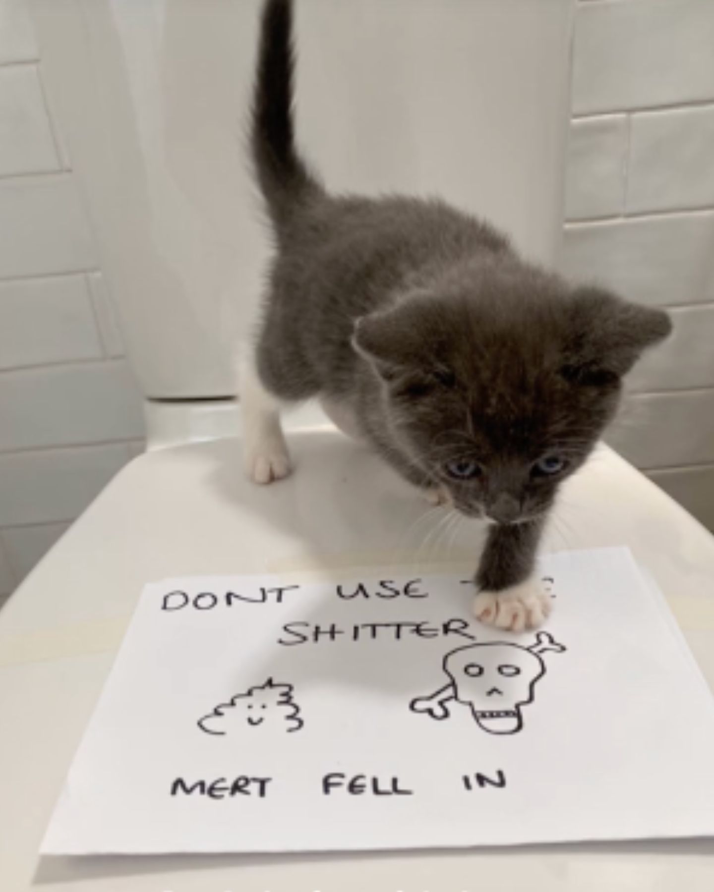 kitten looking at a drawing