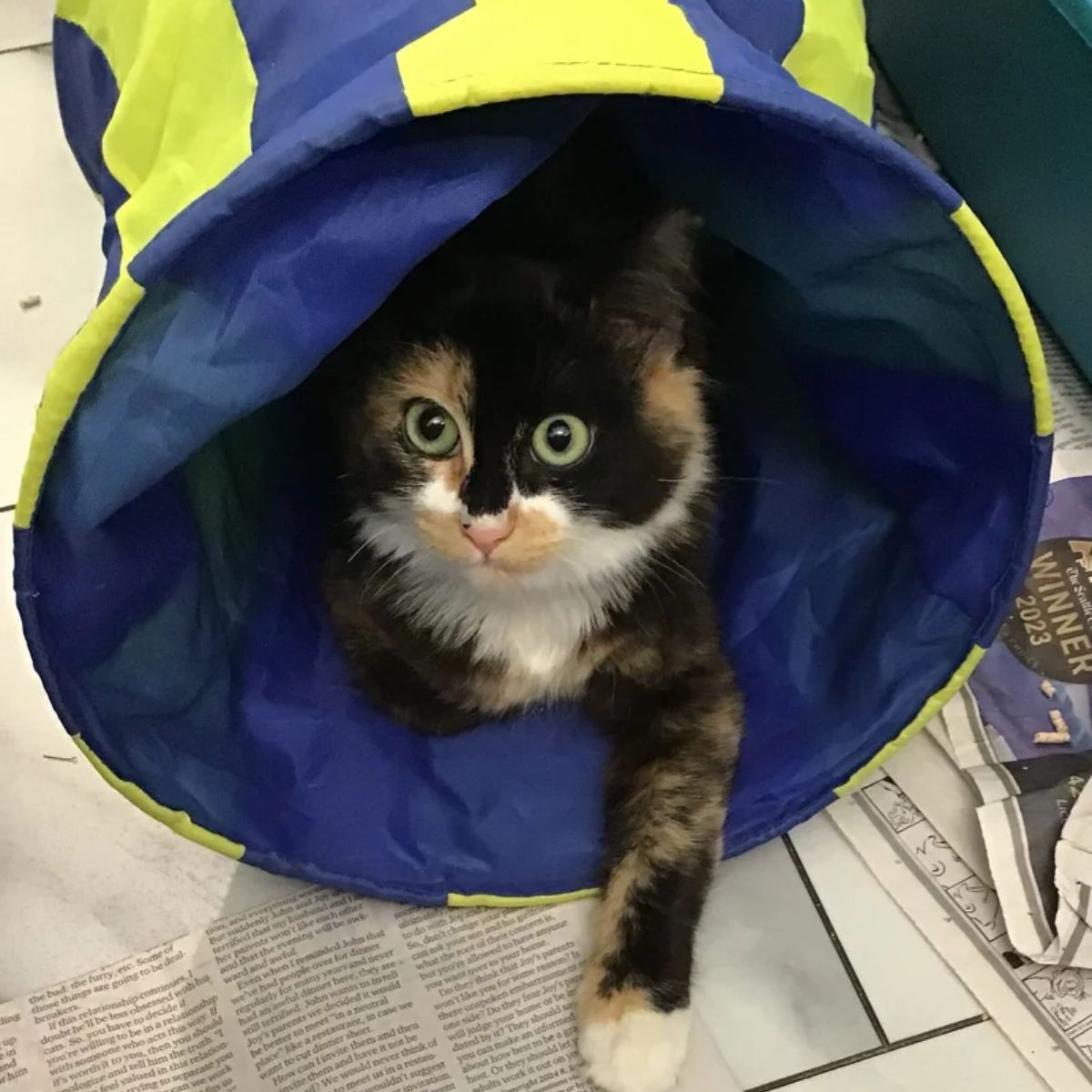 kitten lying in a tube