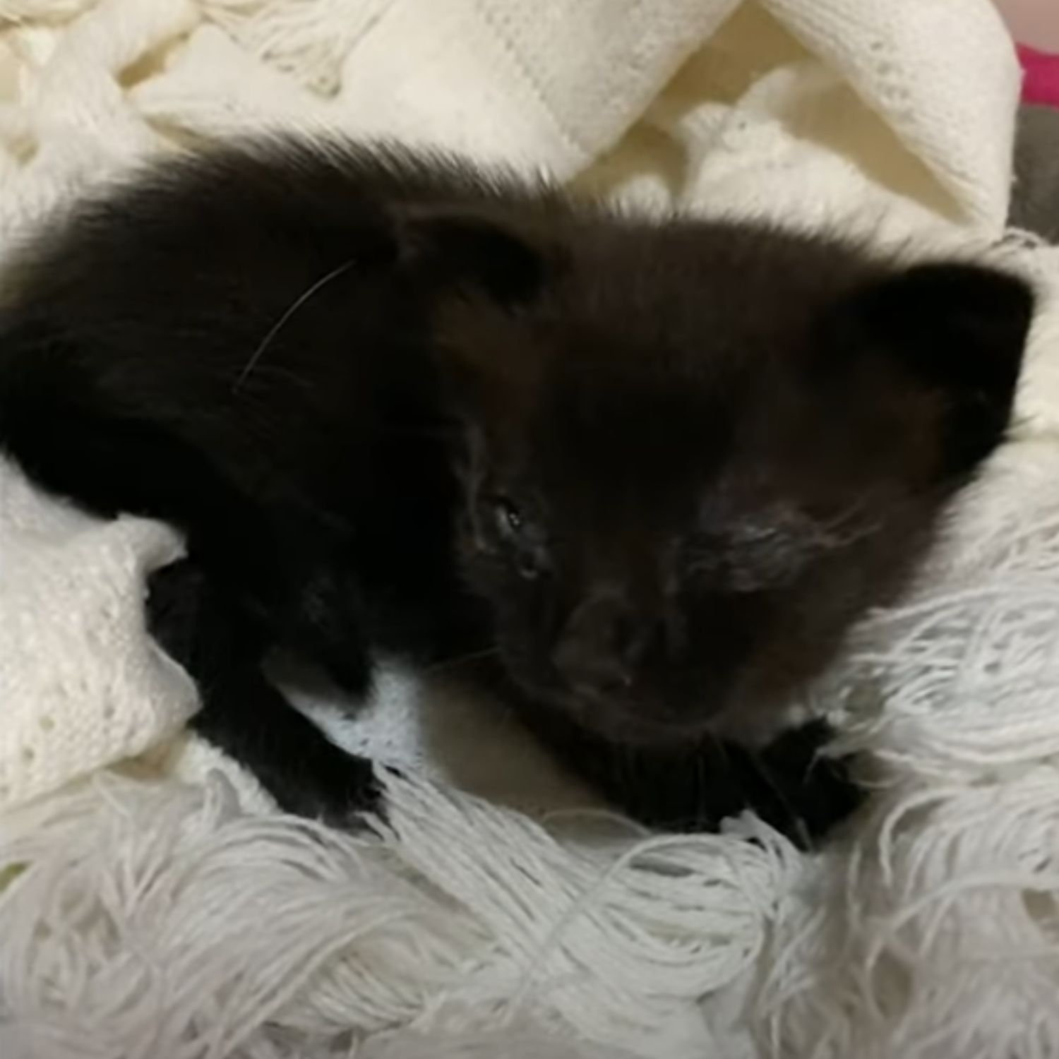 kitten lying in bed