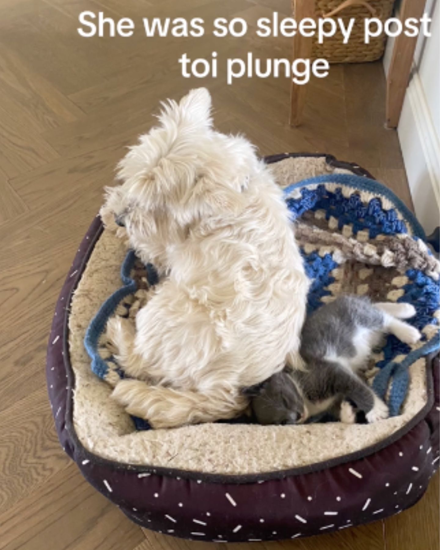 kitten lying next to a dog