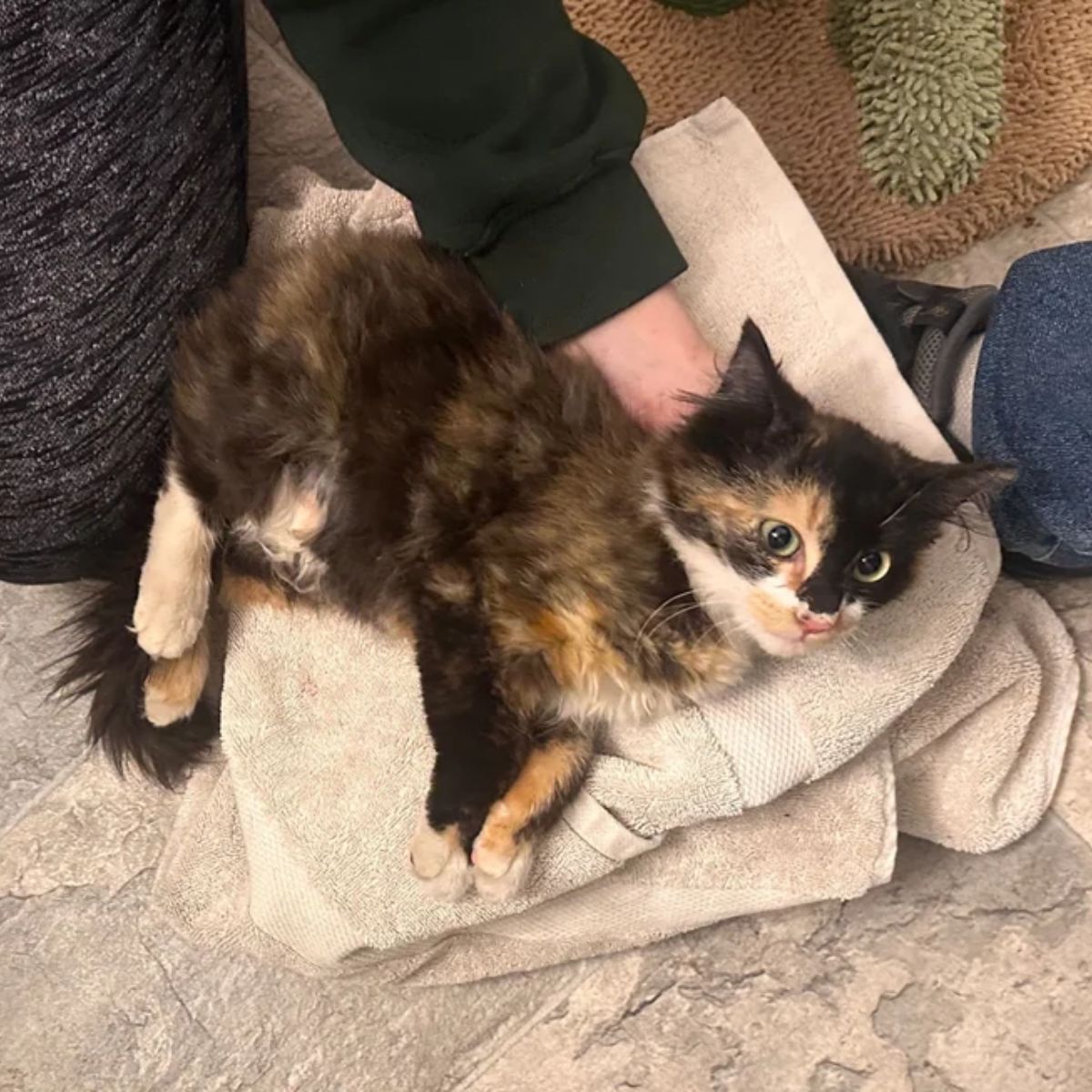 kitten lying on a towel