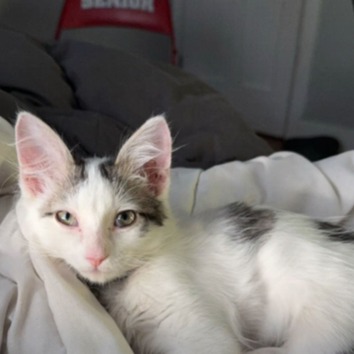 kitten lying on bed