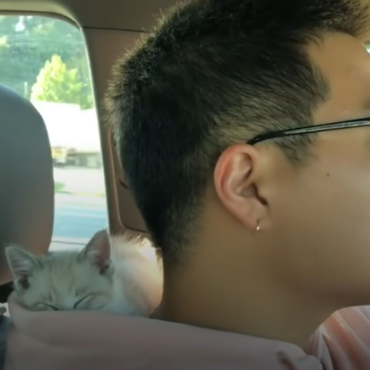 kitten lying on man's neck