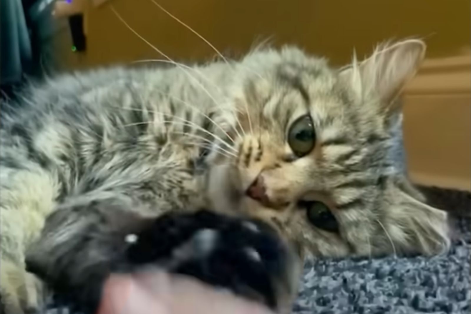 kitten lying on the floor