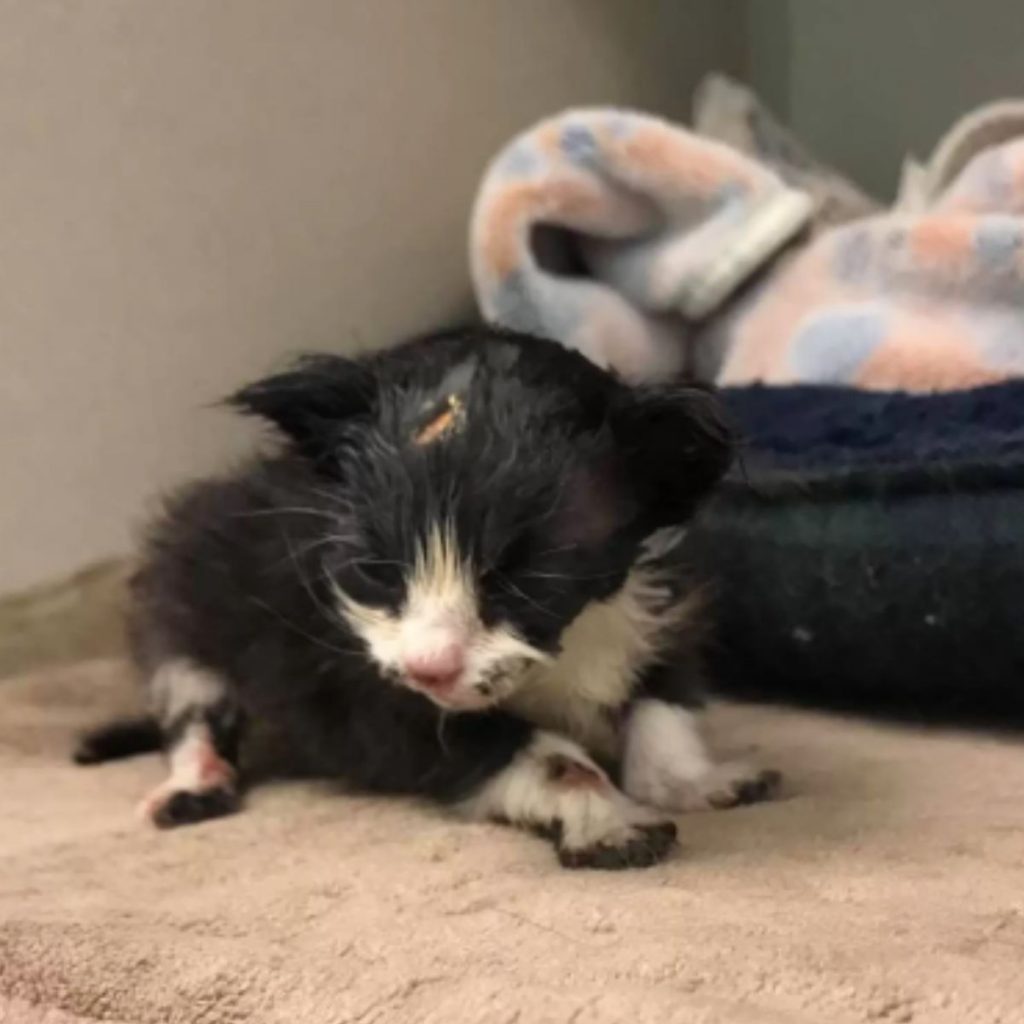 kitten on a brown carpet