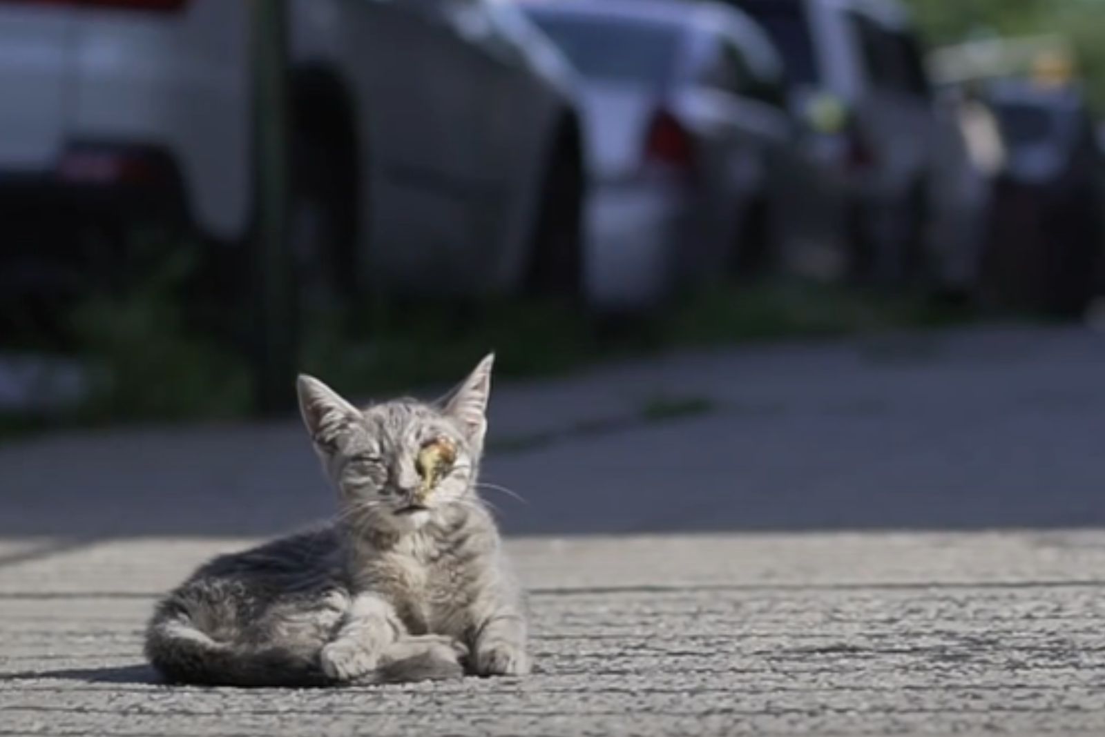 kitten on the outdoor floor