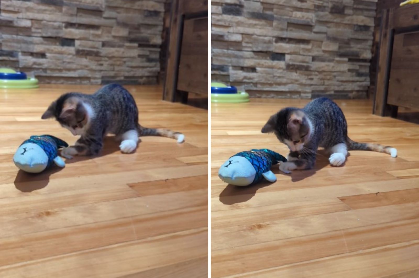 kitten plays with toy