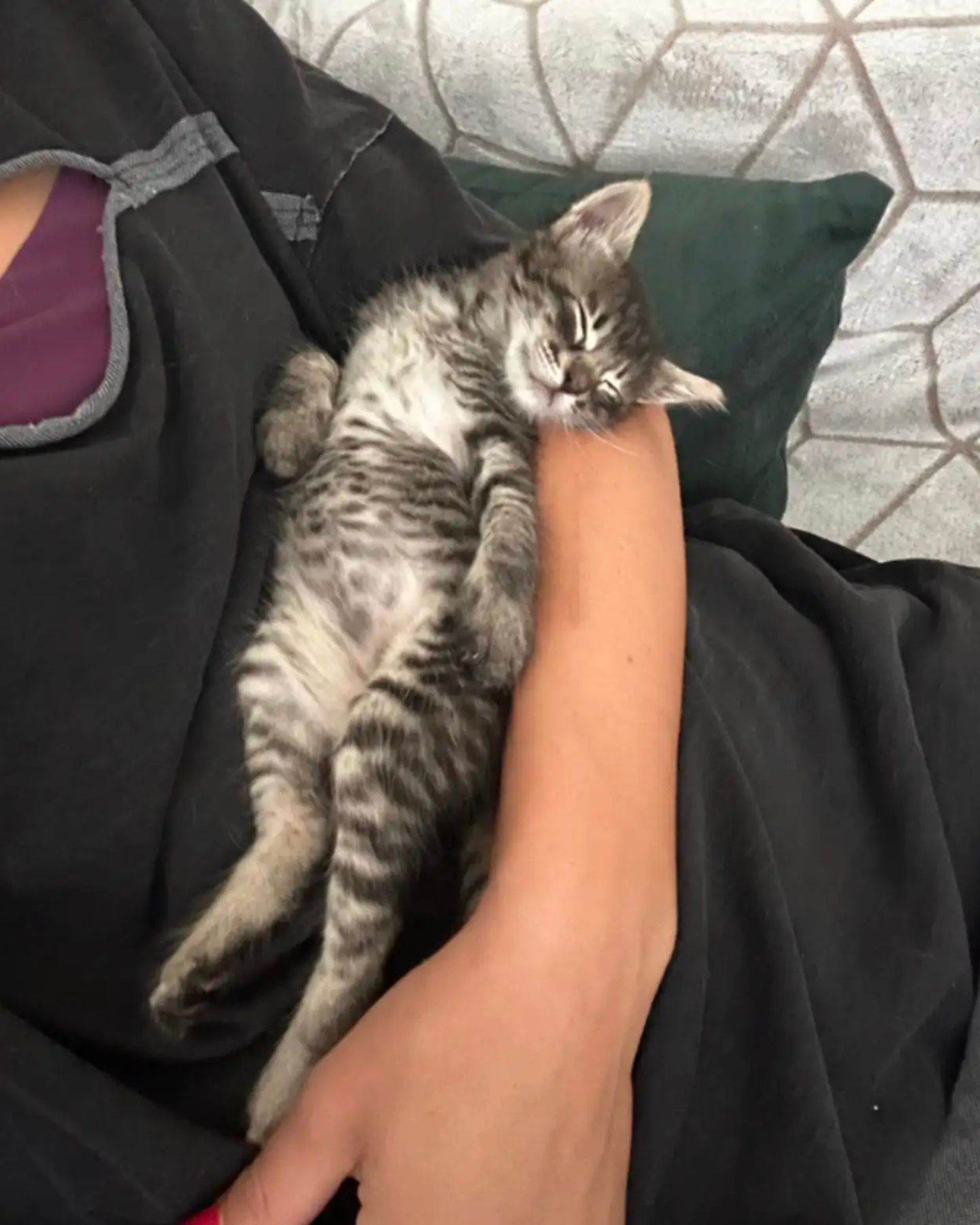 kitten sleeping in womans arm