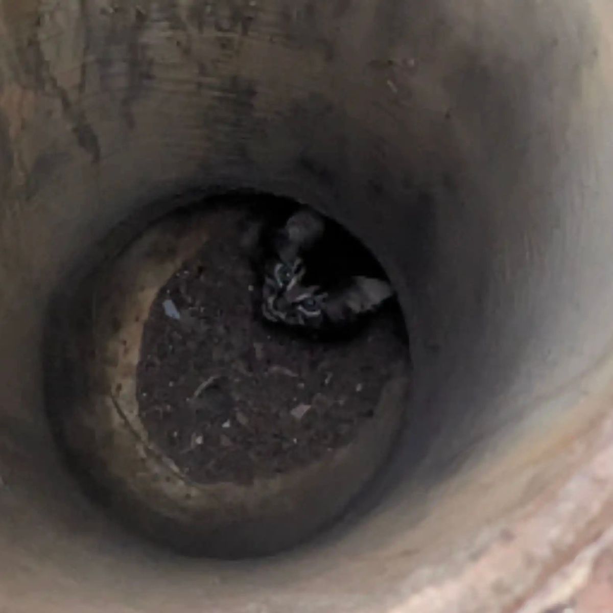 kitten stuck in cement pipe